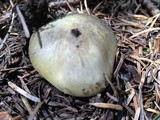 Tricholoma saponaceum image