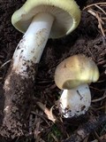Tricholoma saponaceum image