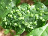 Taphrina populina image