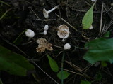Marasmiellus tricolor image