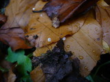 Marasmius setosus image