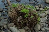 Scutellinia umbrorum image