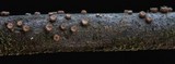 Lachnella barbata var. barbata image