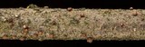 Lachnella barbata var. barbata image