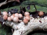 Geastrum schweinitzii image