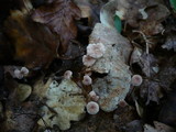 Gymnopus quercophilus image