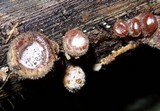 Auricularia nigricans image
