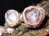 Auricularia nigricans image