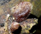 Auricularia nigricans image