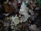 Gymnopus quercophilus image