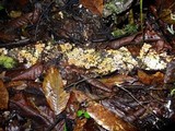 Geastrum schweinitzii image