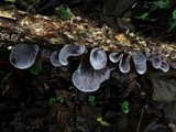 Auricularia nigricans image