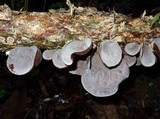 Auricularia nigricans image