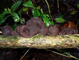 Auricularia nigricans image