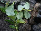 Melampsora epitea var. epitea image