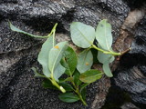 Melampsora epitea var. epitea image