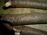 Melanconiella spodiaea image