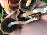 Panaeolus cinctulus image