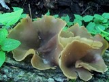 Peziza repanda image