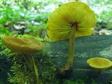 Xeromphalina tenuipes image