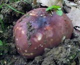 Russula vinacea image