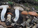 Leccinum aurantiacum image