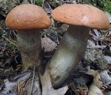 Leccinum aurantiacum image