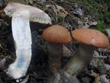 Leccinum aurantiacum image