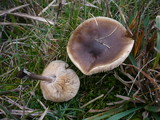 Melanoleuca friesii image