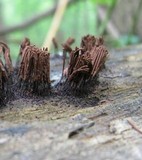 Stemonitis splendens image