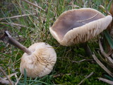 Melanoleuca friesii image