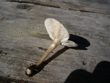 Melanoleuca evenosa image