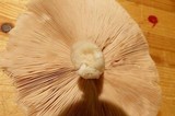 Pluteus petasatus image
