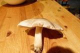 Pluteus petasatus image
