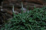 Cladonia ochrochlora image