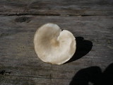 Melanoleuca evenosa image