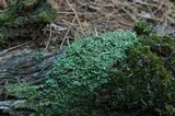 Cladonia ochrochlora image