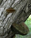 Phellinus robiniae image