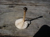 Melanoleuca evenosa image