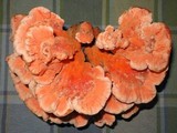 Laetiporus cincinnatus image