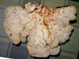 Laetiporus cincinnatus image