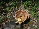 Meripilus giganteus image
