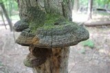 Phellinus robiniae image