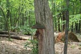 Phellinus robiniae image