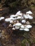 Leucocoprinus cepistipes image