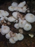Leucocoprinus cepistipes image