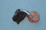 Pluteus thomsonii image