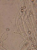 Pluteus thomsonii image