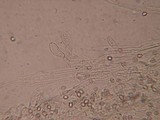 Pluteus thomsonii image