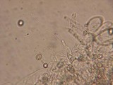 Pluteus thomsonii image